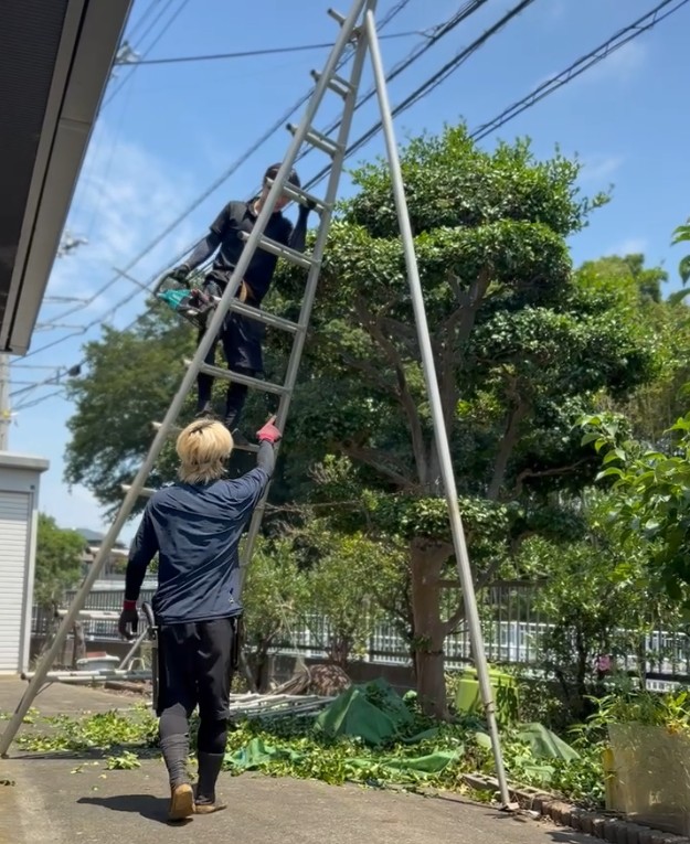 庭木の手入れ